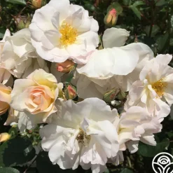 Heirloom Roses Penelope Online