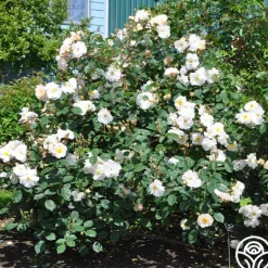 Heirloom Roses Penelope Online
