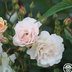 Heirloom Roses Penelope Online
