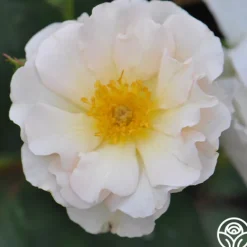 Heirloom Roses Penelope Online