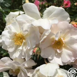 Heirloom Roses Penelope Online
