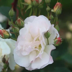 Heirloom Roses Penelope Online