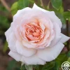 Heirloom Roses Penny Lane™ Online