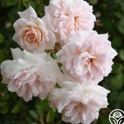 Heirloom Roses Penny Lane™ Online