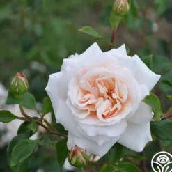 Heirloom Roses Penny Lane™ Online