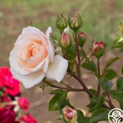 Heirloom Roses Penny Lane™ Online