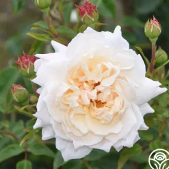 Heirloom Roses Penny Lane™ Online