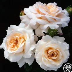 Heirloom Roses Penny Lane™ Online
