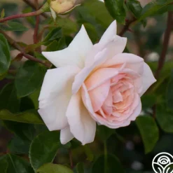 Heirloom Roses Penny Lane™ Online