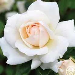 Heirloom Roses Penny Lane™ Online