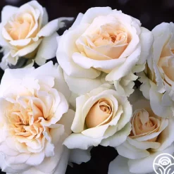 Heirloom Roses Penny Lane™ Online
