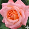 Heirloom Roses Pensioner's Voice Sale