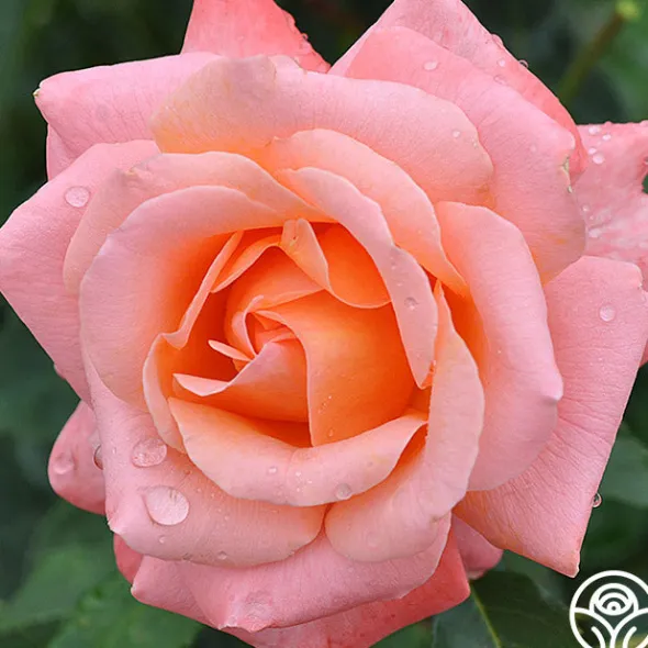 Heirloom Roses Pensioner's Voice Sale
