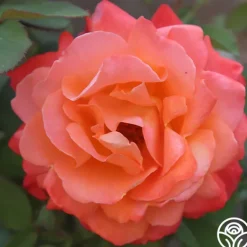 Heirloom Roses Pensioner's Voice Sale