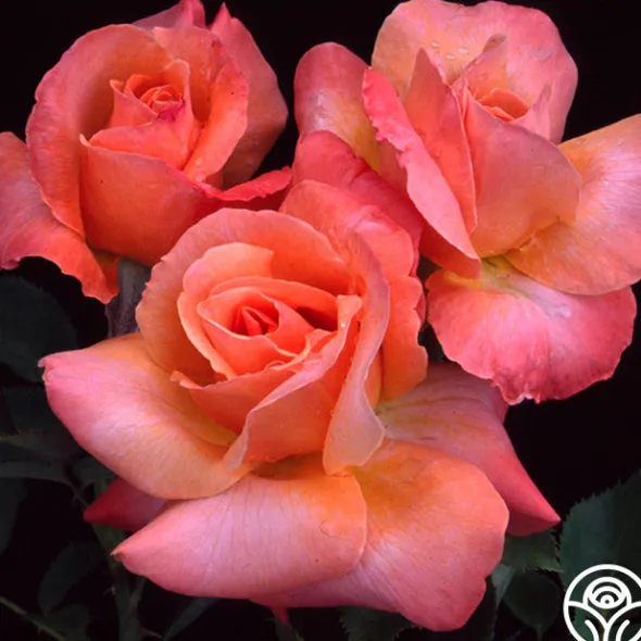 Heirloom Roses Pensioner's Voice Sale