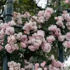 Heirloom Roses Perfume Breeze™ Clearance