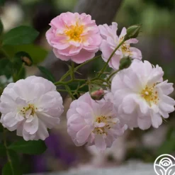 Heirloom Roses Perfume Breeze™ Clearance