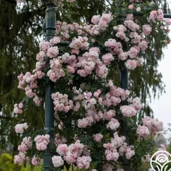 Heirloom Roses Perfume Breeze™ Clearance