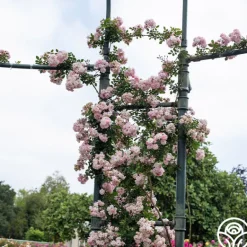 Heirloom Roses Perfume Breeze™ Clearance