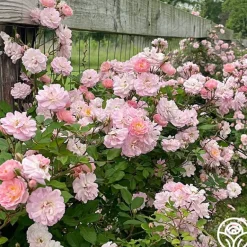 Heirloom Roses Perfume Breeze™ Clearance