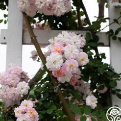 Heirloom Roses Perfume Breeze™ Clearance