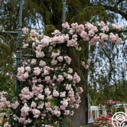 Heirloom Roses Perfume Breeze™ Clearance