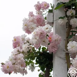 Heirloom Roses Perfume Breeze™ Clearance