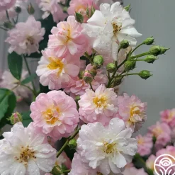 Heirloom Roses Perfume Breeze™ Clearance