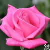 Heirloom Roses Perfume Delight Best