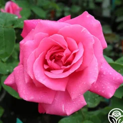 Heirloom Roses Perfume Delight Best