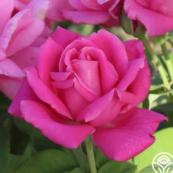 Heirloom Roses Perfume Delight Best
