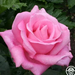 Heirloom Roses Perfume Delight Best