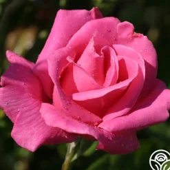 Heirloom Roses Perfume Delight Best