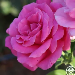 Heirloom Roses Perfume Delight Best