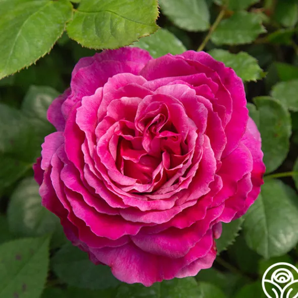 Heirloom Roses Perfume Factory™ Discount