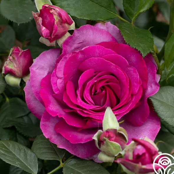 Heirloom Roses Perfume Factory™ Discount