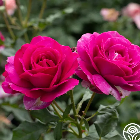 Heirloom Roses Perfume Factory™ Discount