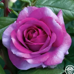 Heirloom Roses Perfume Factory™ Discount
