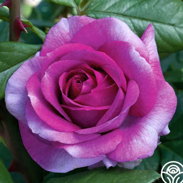 Heirloom Roses Perfume Factory™ Discount