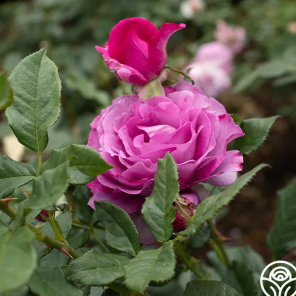 Heirloom Roses Perfume Factory™ Discount
