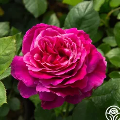 Heirloom Roses Perfume Factory™ Discount