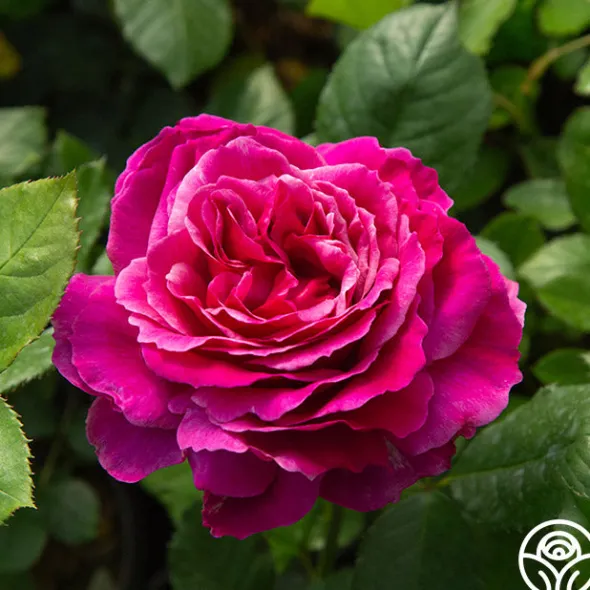 Heirloom Roses Perfume Factory™ Discount