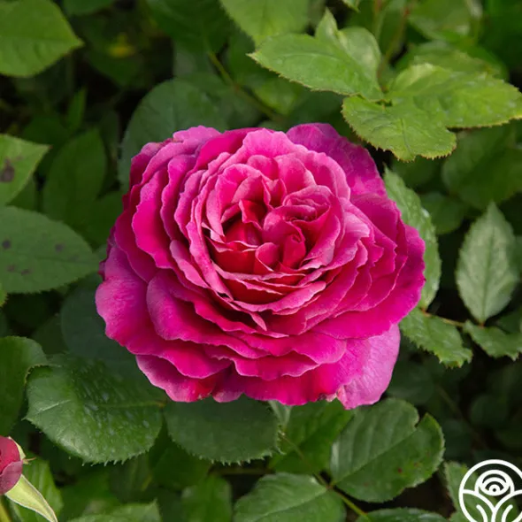 Heirloom Roses Perfume Factory™ Discount