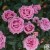 Heirloom Roses Perfumed Kiss® Outlet