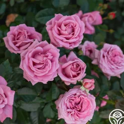 Heirloom Roses Perfumed Kiss® Outlet
