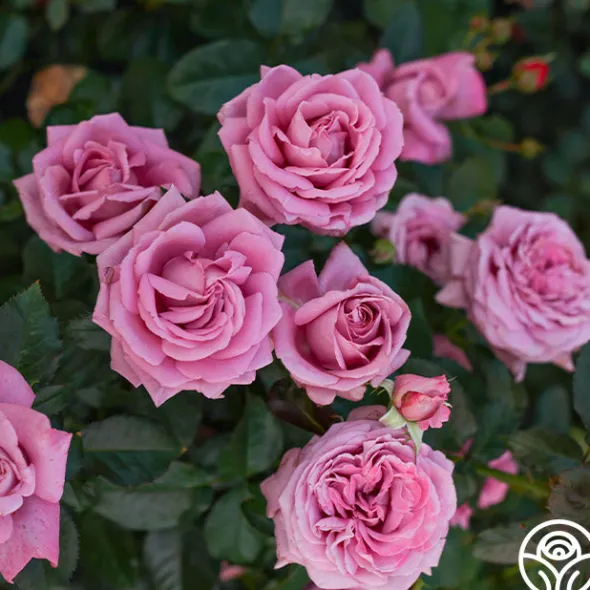 Heirloom Roses Perfumed Kiss® Outlet