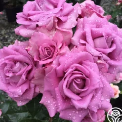 Heirloom Roses Perfumed Kiss® Outlet