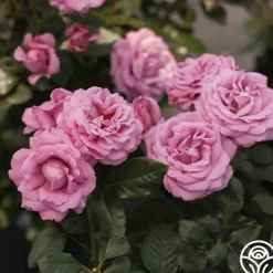 Heirloom Roses Perfumed Kiss® Outlet