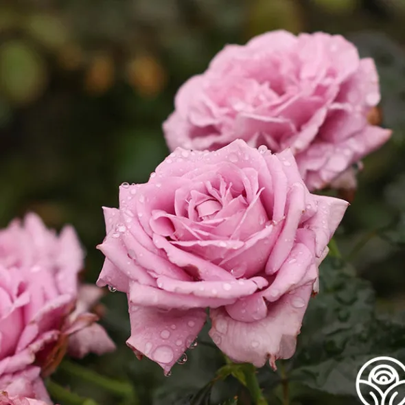 Heirloom Roses Perfumed Kiss® Outlet