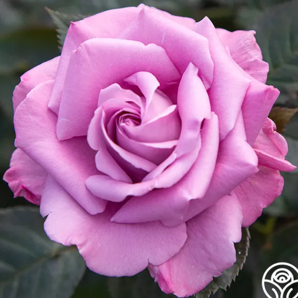 Heirloom Roses Perfumed Kiss® Outlet